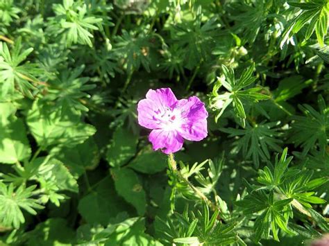 Geranium Macrorrhizum Bevans Variety Riverside Garden Centre