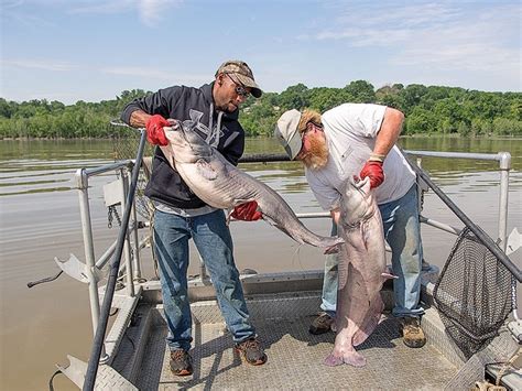 Controlling The Big Tasty And Invasive Wild Blue Catfish