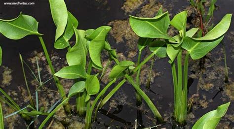 Sagittaria Platyphylla
