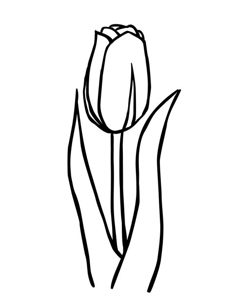 Free Tulip Coloring Pages With Printable Tulip Coloring Pages Flower