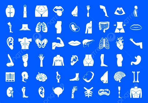 Human Body Infographic Vector Hd Png Images Human Body Icon Set