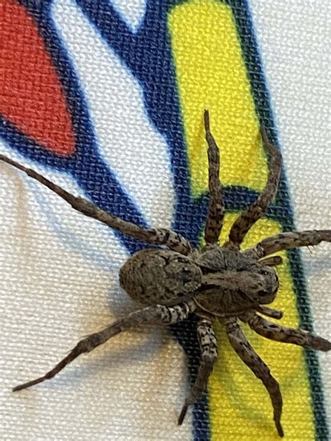 Unidentified Spider In Lonaconing Maryland United States