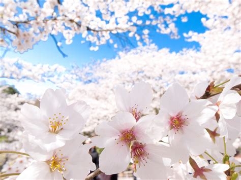 From vibrant garden images to a single sunflower, you'll have a range of. cherry Blossom, Japan, Clear Sky, Flowers, Nature ...