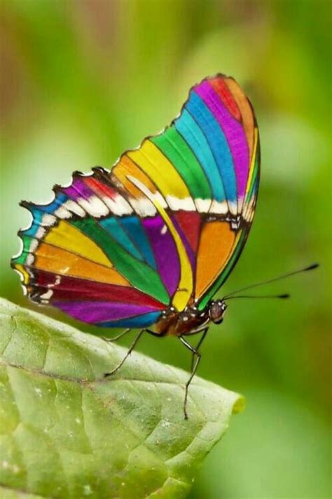 Desertroserainbow Butterfly Beautiful Butterflies Colorful