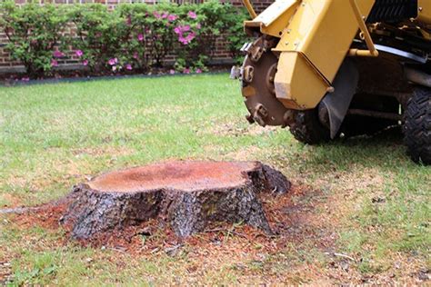 Tree Stump Removal Dallas Stump Grinding Service Stump Grinding Company