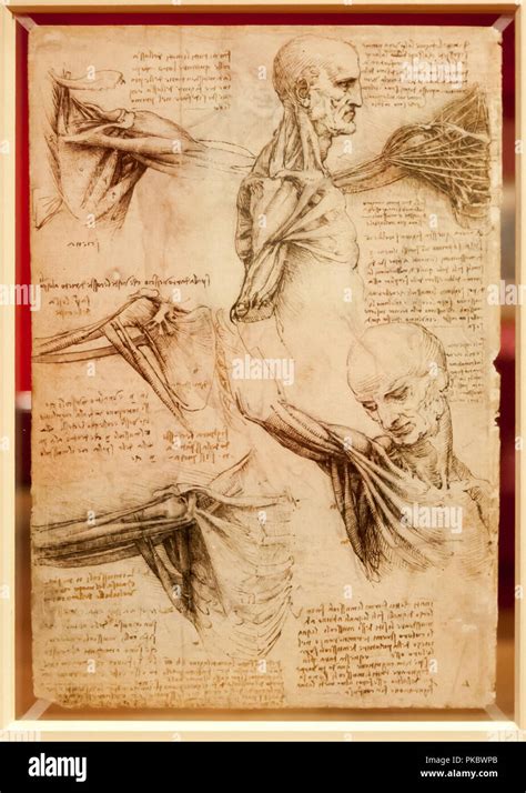 Leonardo Da Vinci S Human Arm Muscle Anatomical Drawing At The Queen S