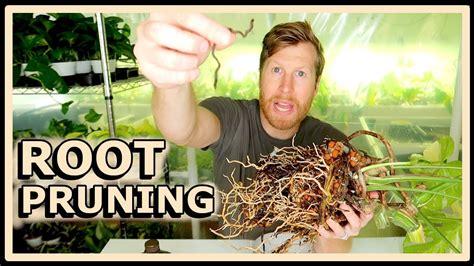Root Pruning In Leca How To Treat Root Rot Youtube