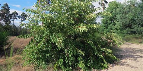 Wild Black Cherry Flowering Time Description Seasonal Development