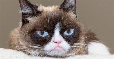 Grumpy Cat Wins 710000 In Copyright Infringement Lawsuit
