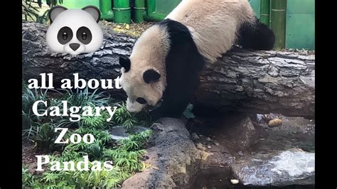 Giant Panda Passage 2018 Calgary Zoo Member Preview Youtube