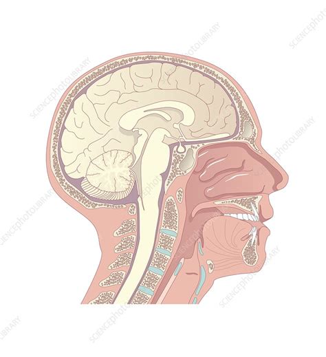 Anatomy Of The Head Artwork Stock Image C0090468 Science Photo