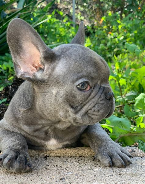 Market report for san diego, california. French Bulldog Puppies For Sale | San Diego, CA #327122