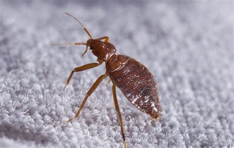 How Do I Get Rid Of Bed Bugs In My Denver Home