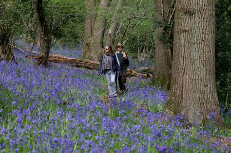 Best Places To See Spring Bluebells In And Around Bristol As Woodlands