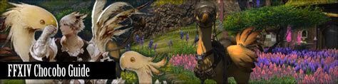 That is a separate system. FFXIV Chocobo Guide | Unlocking Battle Companion & Mount