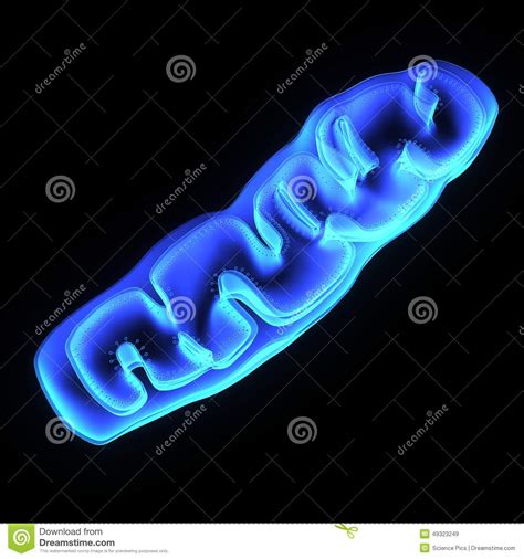 We did not find results for: Mitochondria. Stock Illustration - Image: 49323249