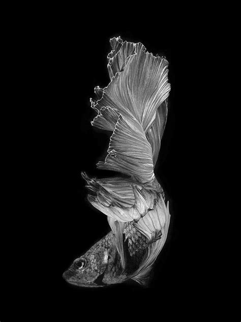 Portraits Of Siamese Fighting Fish By Visarute Angkatavanich — Colossal