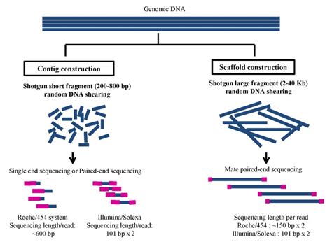 Whole Genome Shotgun Sequencing