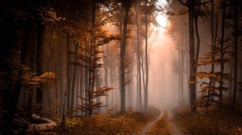 Hd Wallpaper Mist Fog Path Forest Path Autumn Foggy Pathway