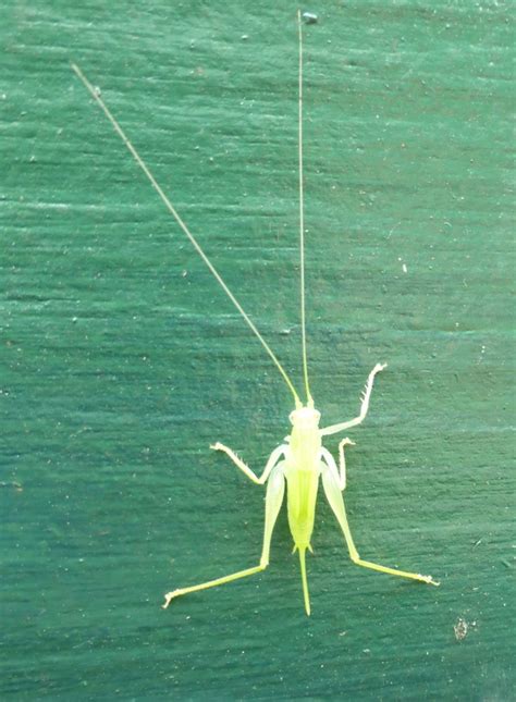 Maycintadamayantixibb Green Grasshopper Looking Bug With Wings