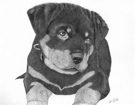 Rottweiler Puppy Drawing By Patricia Hiltz