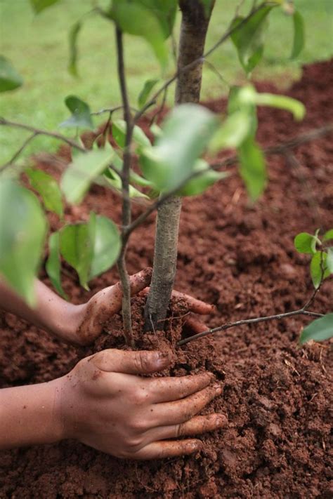 Tree Seedlings Now Available From Department Of Agriculture And Forestry