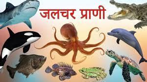 Water Animals Name In Hindi And English - पानी में रहने वाले जीव जंतु