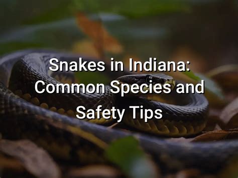 Snakes In Indiana Common Species And Safety Tips Hikers Daily