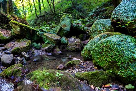 Moss Covered Rocks And Small Stream In Forest Stock Image Image Of