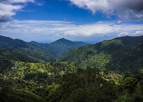 Blue Mountains Jamaïque Un Parc National époustouflant