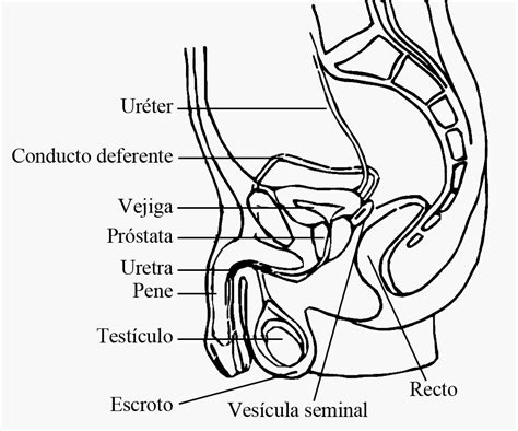 Aparato Reproductor Masculino Para Colorear Sin Nombres Anatom Sketch