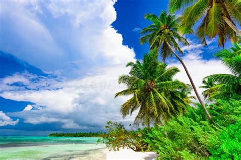 Resort Beach Palm Tree Sea Dominican Republic Stock Photo Image Of