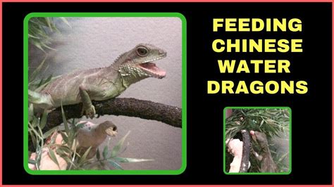 Feeding Crickets To Chinese Water Dragon Lizards Youtube