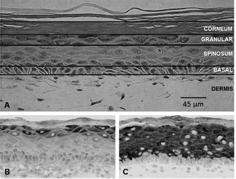 Representative Histological Sections Showing Morphology And