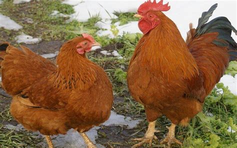 New Hampshire Chicken Breed Description And Characteristics Rules Of Content