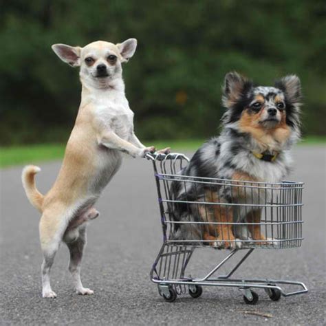 Loyalty Shopping The Dog Liberator