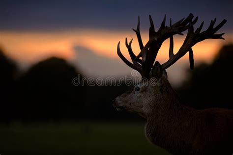 Red Deer Stag Looking Into Sunset Stock Photo Image Of Gold Sets