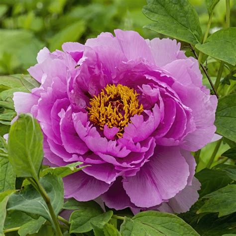 Chinese Tree Peony Paeonia Ling Hua Zhan Lu In The Peonies Database