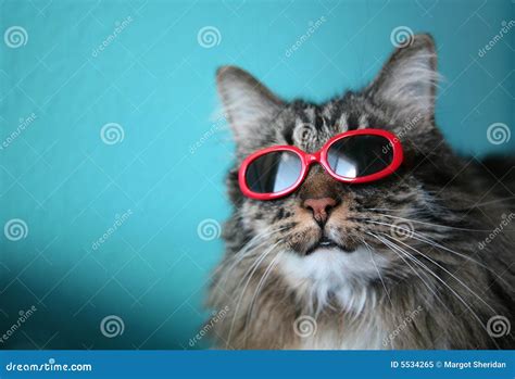 Cool Cat With Shades Royalty Free Stock Photo Image 5534265