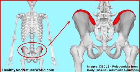 Gluteus Medius Pain At Iliac Crest The Gluteus Medius Trigger Points And Low Back Pain