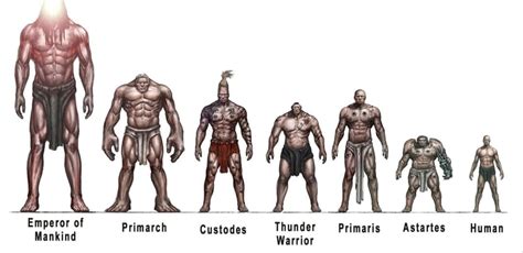 Graphic I Found Size Comparison Between Humans And Superhumans Of 40k