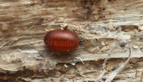 Diptera Pupa On Wood Stock Photo Image Of Color Environment 211375428