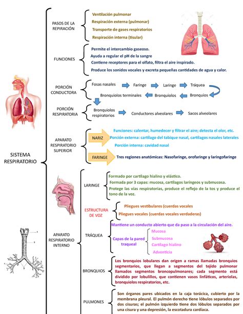 Netter Anatomia Del Aparato Respiratorio Anatomia Humana Studocu Images And Photos Finder