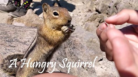 This Hungry Squirrel Is So Cute Youtube
