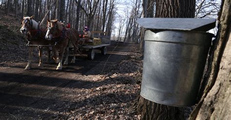 Maple Syrup Festival Continues This Weekend At Malabar Farm