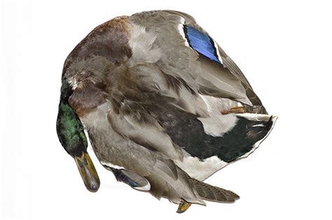 Troutline Premium Male Mallard Duck Complete Skin