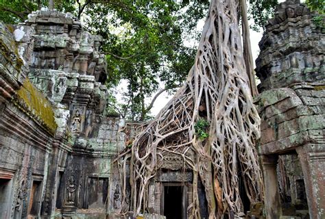 Jungle Temple Of Ta Prohm In Angkor Archaeological Park Cambodia