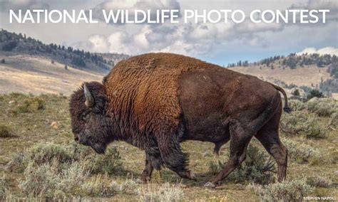 Photo Contest National Wildlife Federation