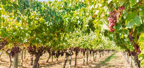 Clementine | Land For Sale Near Brabham