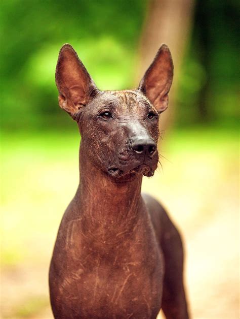 Xoloitzcuintli Mexican Hairless Dog Breed Information